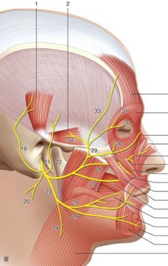 Gnatobotologia